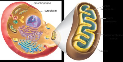Structure of mitochondria