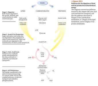 Metabolic pathway overview