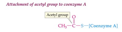 Attachment of acetyl group to coenzyme A