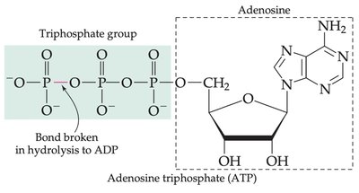 Structure of ATP and hydrolysis site