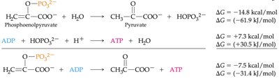 Coupled reactions in metabolism