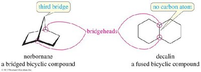 Bredt's Rule: bridged bicyclic compounds