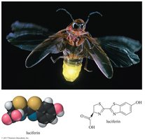 Firefly and luciferin structure