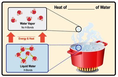 Water's high specific heat