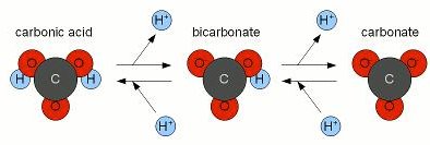 Bicarbonate buffer system