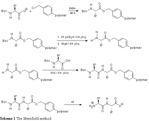Merrifield peptide synthesis scheme