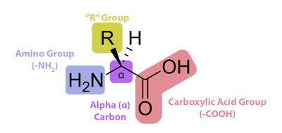 General structure of an alpha-amino acid