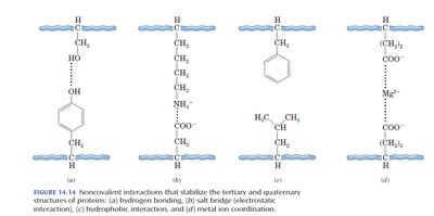 Examples of noncovalent interactions in tertiary structure