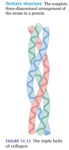 Triple helix structure of collagen