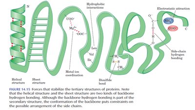 Diagram of tertiary structure forces in a protein