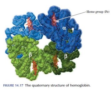 Quaternary structure of hemoglobin