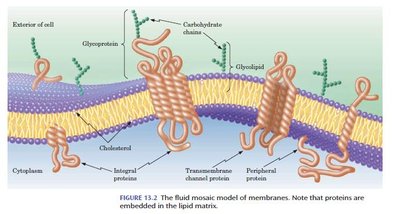 Integral membrane proteins in a lipid bilayer
