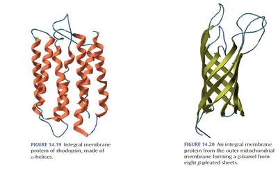 Alpha-helical and beta-barrel membrane proteins