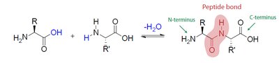Peptide bond formation between two amino acids