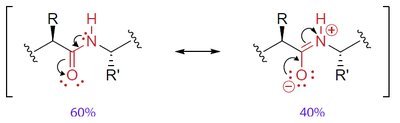 Resonance structures of the peptide bond