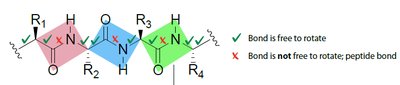 Rotation around peptide and adjacent bonds