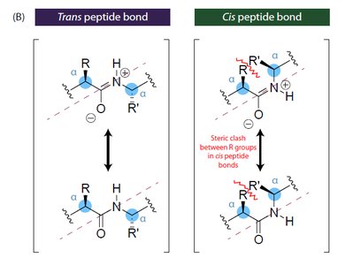 Trans and cis configurations of peptide bonds