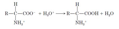 Protonation of amino acid in acidic environment