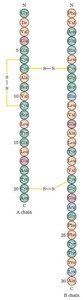 Primary structure of insulin showing amino acid sequence