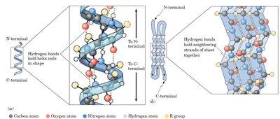 Alpha-helix and beta-sheet secondary structures
