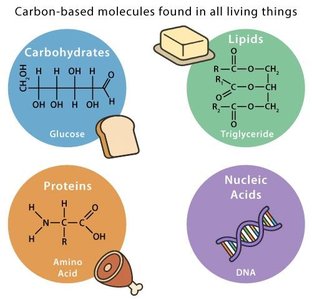 Major classes of carbon-based molecules in living things