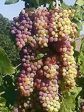 Meso compound example