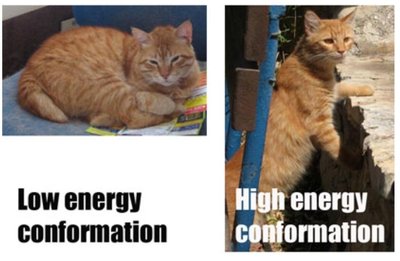 Cat analogy for conformations