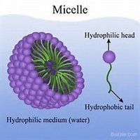 Micelle structure showing hydrophilic head and hydrophobic tail