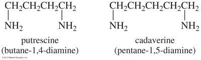 Structures of diamines: putrescine and cadaverine