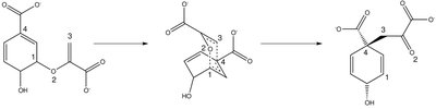 Chorismate to prephenate rearrangement mechanism