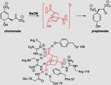 Chorismate mutase active site and transition state stabilization