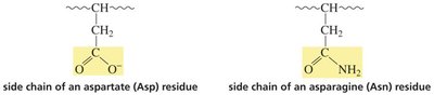 Site-specific mutagenesis