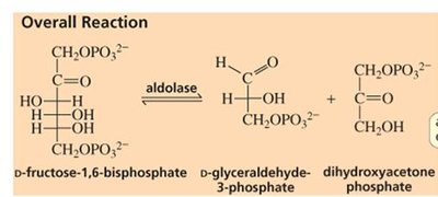 Aldolase reaction