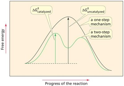 Catalyst changes the mechanism of the reaction