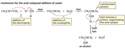 Mechanism for acid-catalyzed addition of water