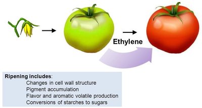 Ethylene and fruit ripening