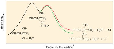 E1 regioselectivity: more substituted alkene