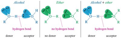Hydrogen bonding in alcohols and ethers
