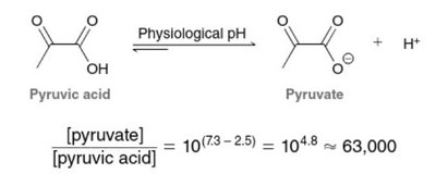 Pyruvic acid at physiological pH