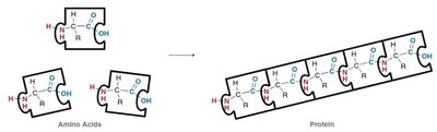 Amino acid at physiological pH (zwitterion)