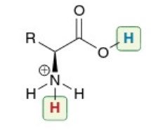 Amino acids forming a protein