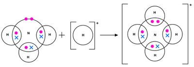 Dative Bond in Ammonium