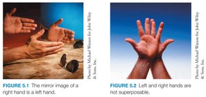 Left and right hands: mirror image and non-superposability