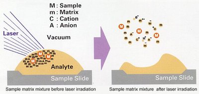 MALDI-ToF spectrum