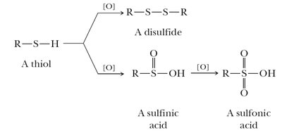 Oxidation of thiols to disulfides, sulfinic, and sulfonic acids