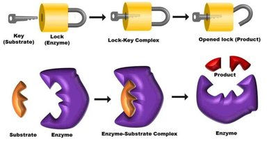 Lock and key model of enzyme action