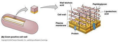 Structure of bacterial cell wall