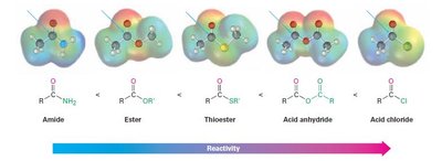 Reactivity order of acid derivatives: amide, ester, thioester, anhydride, acid chloride