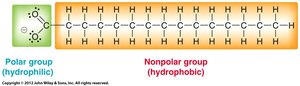 Structure of a soap molecule