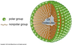 Micelle structure in water